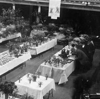 Image: A man examines flowers at a table in a large open hall