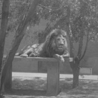 Image: two lions lying in an enclosure