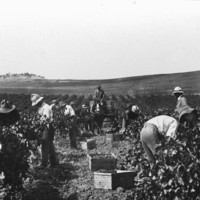 Image: People in a field picking grapes