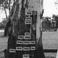 Image: A tall gum tree stands near the bank of a river, which is visible in the distant background. The trunk of the tree is adorned with several small signs showing the year in which a major flood occurred and its water level height