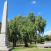 Image: a stone pillar and trough commemorating the Australian Light Horse and warhorses (1914-1918) are situated in a public park with a variety of trees and expanses of grass