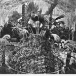 Image: Palms and tropical plants within a glasshouse