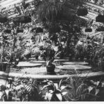 Image: Tropical plants in a glasshouse