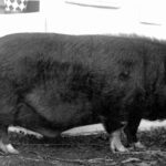 Image: A large hairy black pig