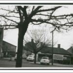 Image: a large, leafless tree dominates the photograph. Behind are single storey cottages and large warehouses and commercial buildings. A number of 1950s era cars can also be seen.