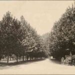 Image: woman driving horse and buggy in park