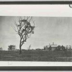 Image: An open field with a single tree bordered by four historic buildings