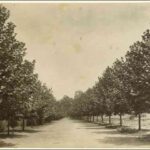 Image: a pathway lined with trees