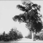 Image: a pathway lined with trees, with a larger tree towering over the pathway