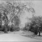 Image: a pathway lined with trees