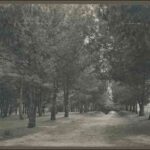 Image: Dense forest in Botanic Park