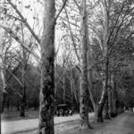 Image: an early twentieth century car drives down a road lined with densley planted large trees in this black and white photograph