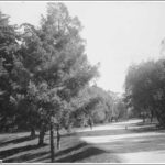 Image: Trees lining a track