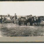 Image: Photograph of farmers and horses pulling a harvester