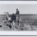 Image: A young Caucasian man rides a camel in the Australian outback. He is dressed in 1930s attire, including a fedora hat