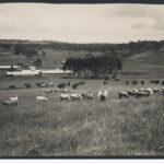 Image: Horses and sheep grazing with Bungaree Station in the background