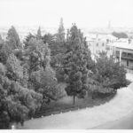 Image: view of trees surrounded by buildings