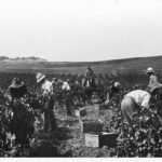 Image: People in a field picking grapes