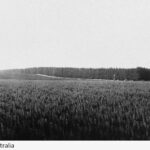 Image: a forest with young trees in the foreground and fully grown pine trees in the background