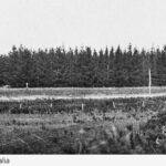 Image: a panoramic view of a pine forest