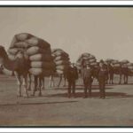 Image: An Afghan man stands in front of a line of camels laden with large sacks of bulk cargo. Three men in western attire stand at the image centre