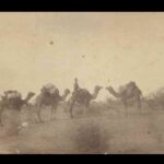 Image: A man with a wide-brimmed hat sits astride a camel in scrubby outback terrain. Three other camels with packs on their backs stand nearby