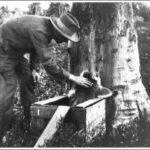 Image: Release of first koalas on Kangaroo Island