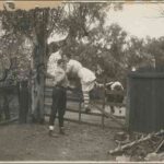 Image: Theatrical still of a young woman in 1920s attire being helped over a high gate by a young man. Behind the gate is a cow, suggesting the woman’s narrow escape from danger