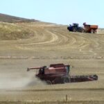 Image: Wheat field with harvesters