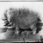 Image: A large sheep