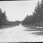 Image: Black and white photograph of a wide, tree lined street with horse drawn carriages in the distance