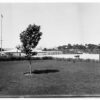 Image: tree in front of building