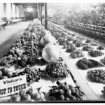 Image: Two long tables of fruits and nuts on display in an exhibition building. There is a small sign on the table requesting visitors to not touch the fruit and nuts. There is also a long line of chairs next to the tables.