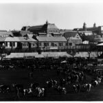 Image: Animals being led around open area in front of large group of buildings