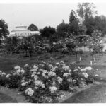 Image: Palm House and rose garden