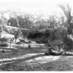 Image: view of trees in park