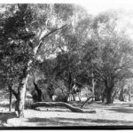 Image: view of gum trees