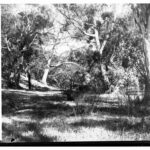 Image: view of gum trees