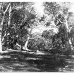 Image: View of gum trees