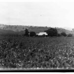 Image: house in vineyards