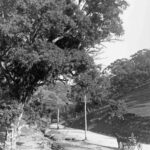 Image: Black and white photo of an early 1900's road through a gorge, a man is travelling on a horse-drawn cart.