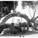 Image: Large tree bent in arch shape with sign at top