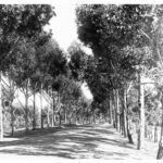 Image: view of avenue of trees