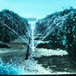 Image: Orchard sprinkler