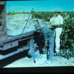 Image: Loading grapes on truck