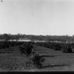 Image: Orange orchard