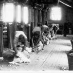 Image: men shearing sheep