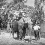 Image: Elephant ride at Zoological Gardens