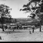 Image: A man stands in a paddock overlooking a row of houses arranged along a dirt road. Agricultural fields and scattered trees are visible in the distance