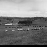 Image: Several horses and sheep graze in a paddock of tall grass. A cluster of buildings are visible in the distant background